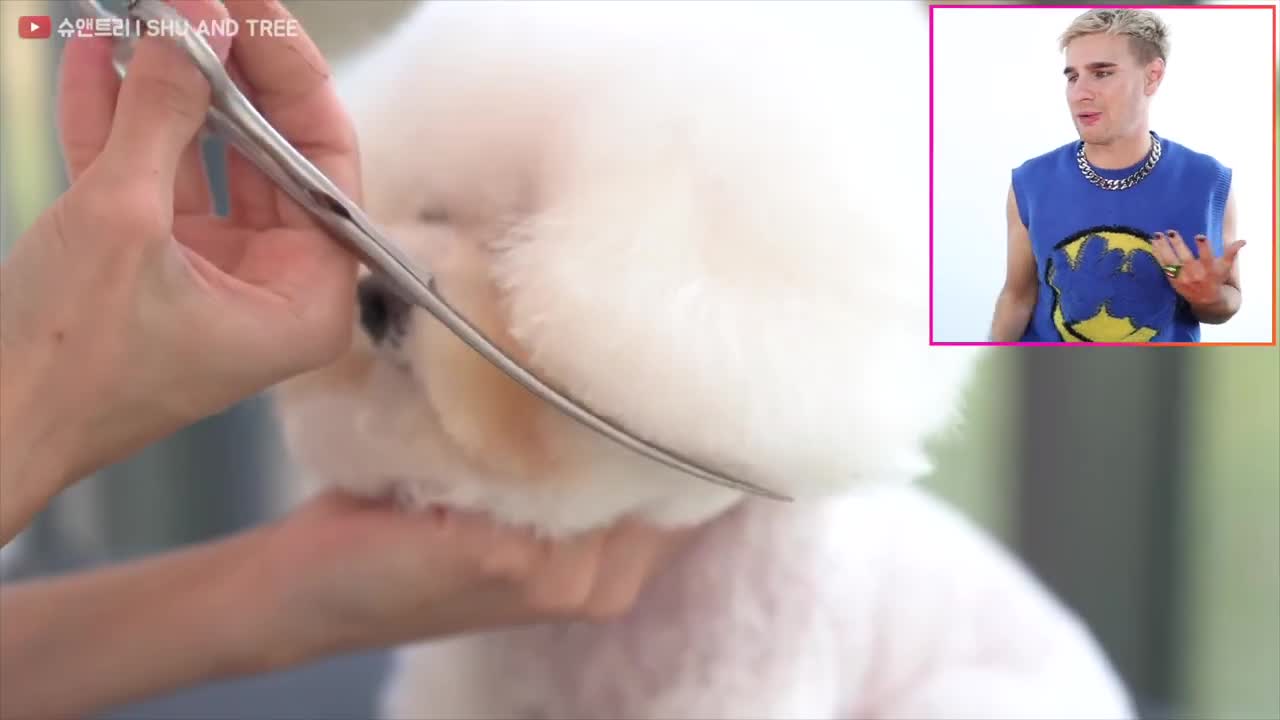 Hairdresser reacts to cute dog haircuts 😅