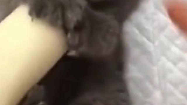 funny baby Persian kitten playing
