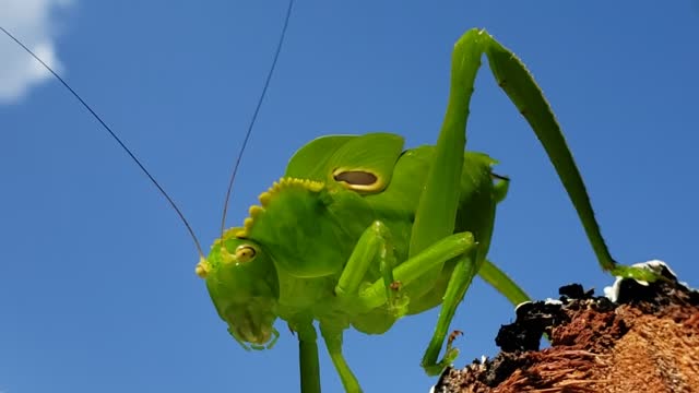 Nature green locust