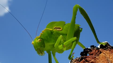 Nature green locust