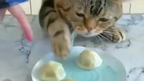 Funny_Cat_Videos_of_2023_Cat_Video_Funny%23shorts_%23funny_%23cats_%23shortvideo(720p)