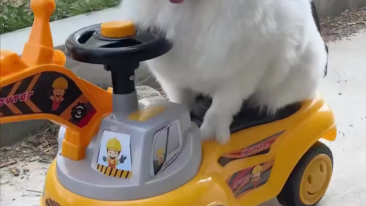 Funny cat and chicken video