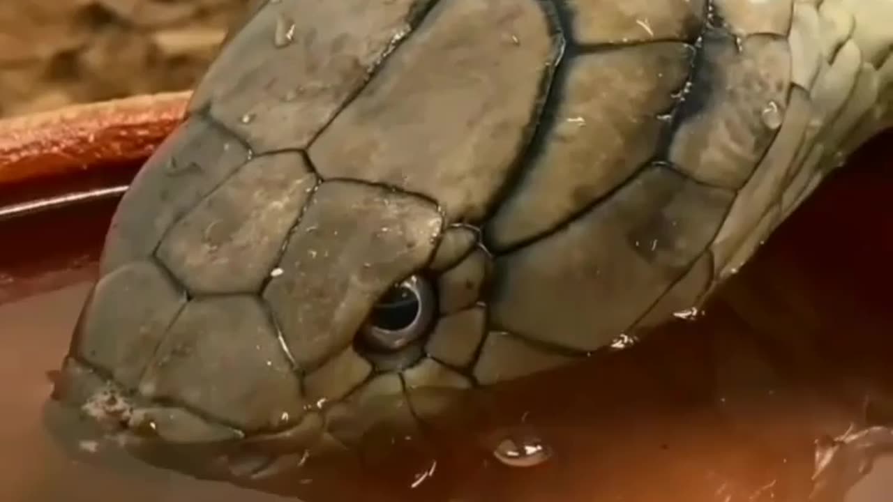 Wildlife in closer view with a natural perspective.