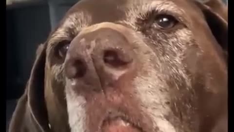 What are you looking forward to when you have a dog