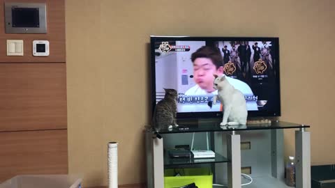 A cat trying to fight.