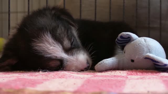 Sleeping Puppy