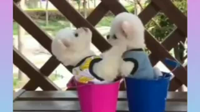 fun with dogs- cute kisses