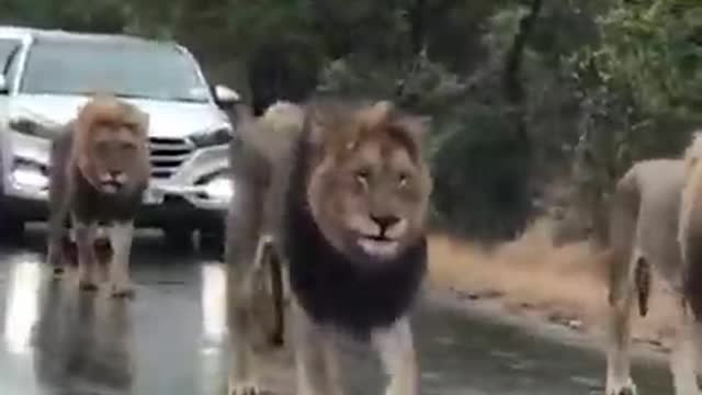 Four Lions Decide To Take A Strole Down The Road.... Truly Amazing