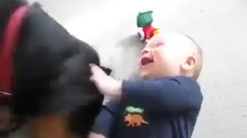 Baby LaughCute baby Laugh with rottweiler