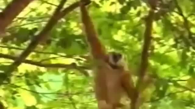 The most dangerous monkey on mankind