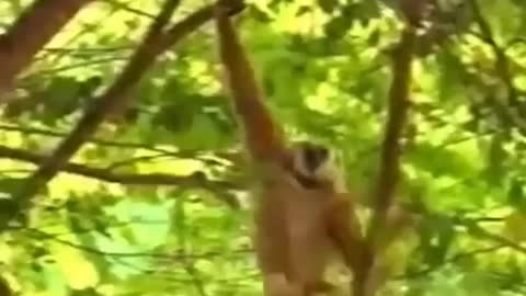 The most dangerous monkey on mankind