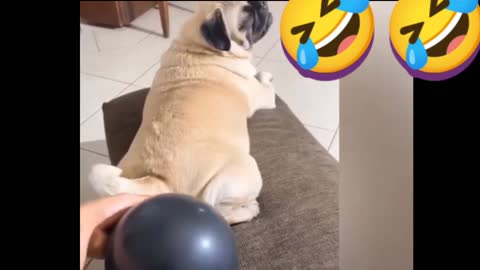 funny dog videos and cats, funny dog videos try not to laugh impossible #dogs #cats #funnydog