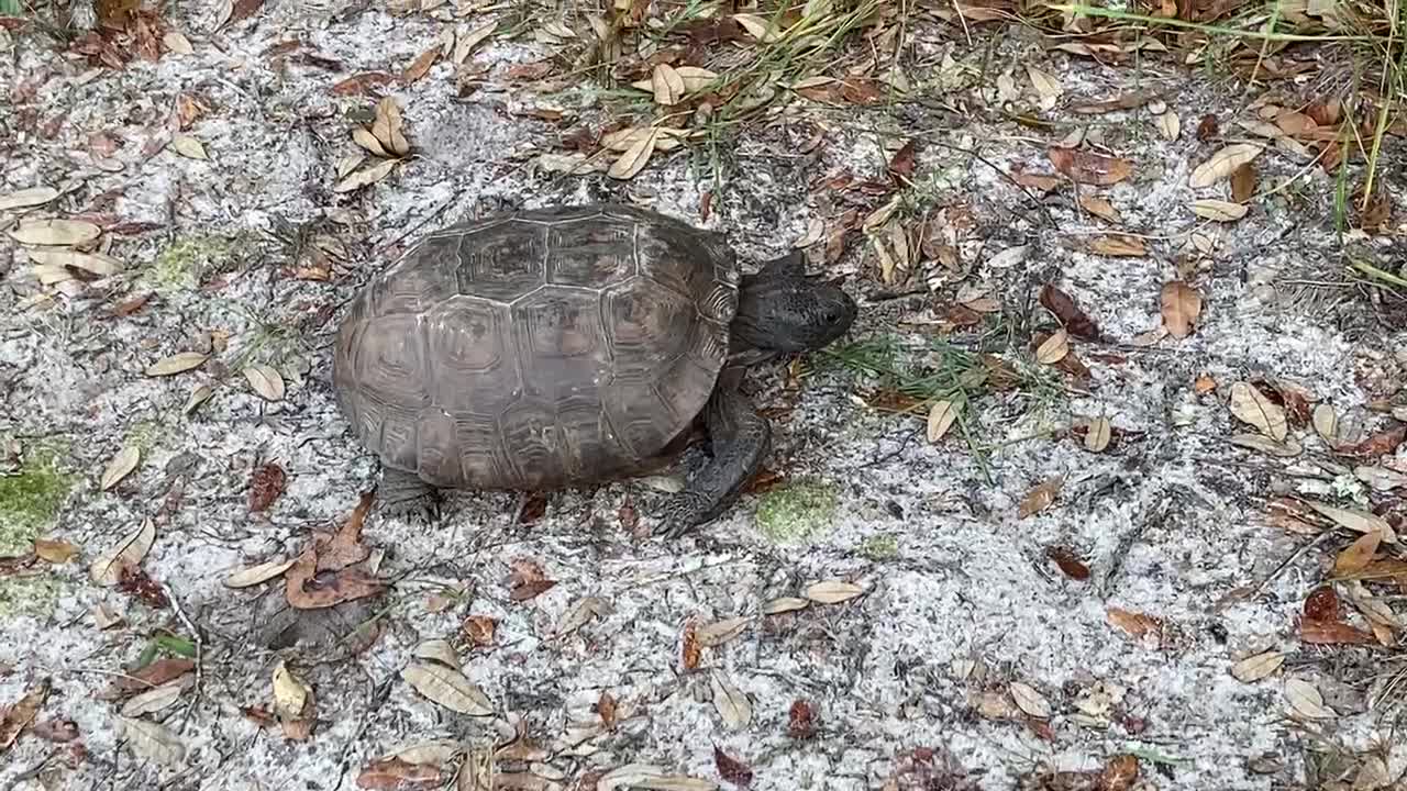 Turtle in the park