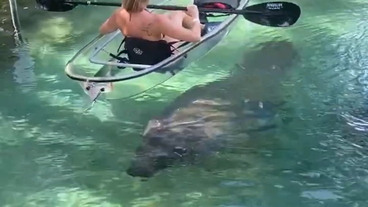 Manatees at Crystal River