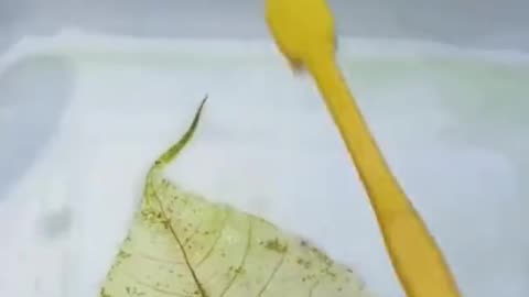 Removing Chlorophyll from a leaf.