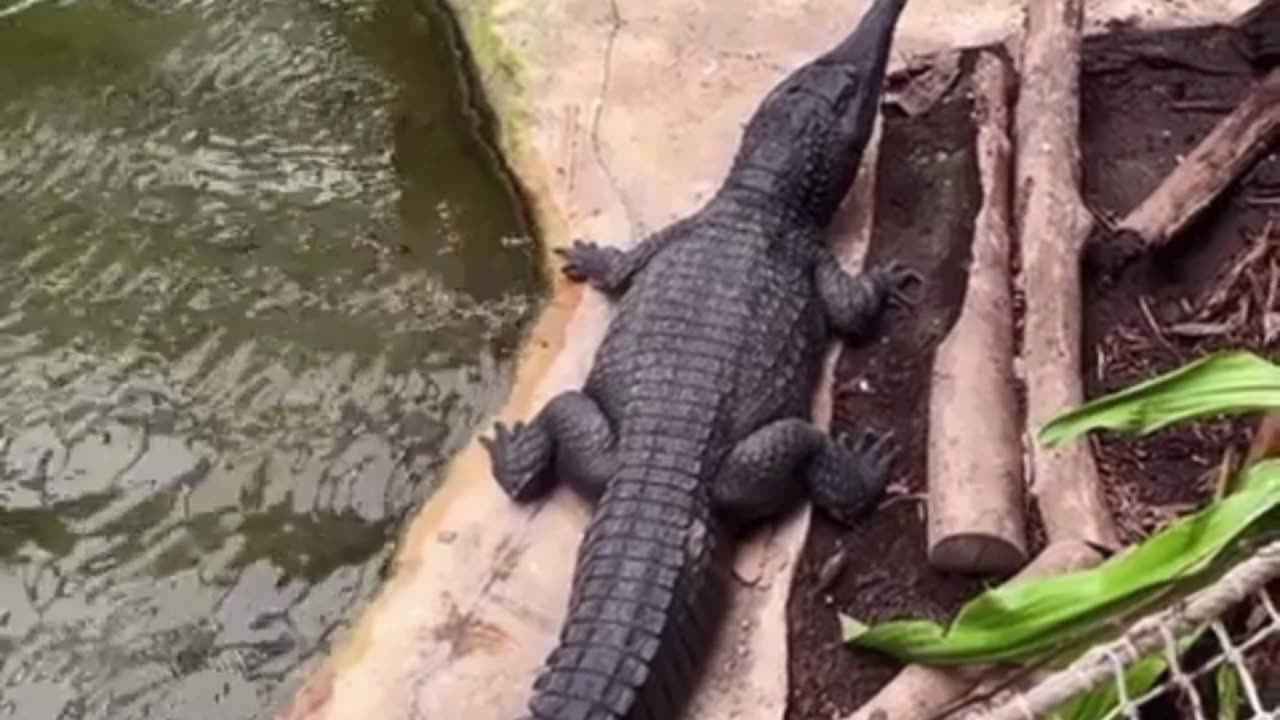 Crocodile Compilation😮