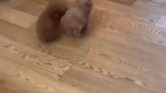 Lindos filhotes se divertindo