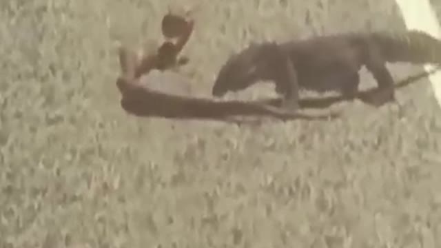 Lizard vs King Cobra