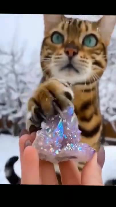 Cats and dogs _ cats meowing _ cats funny videos #shorts