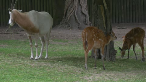 Deers and a goat grazing in the zoo