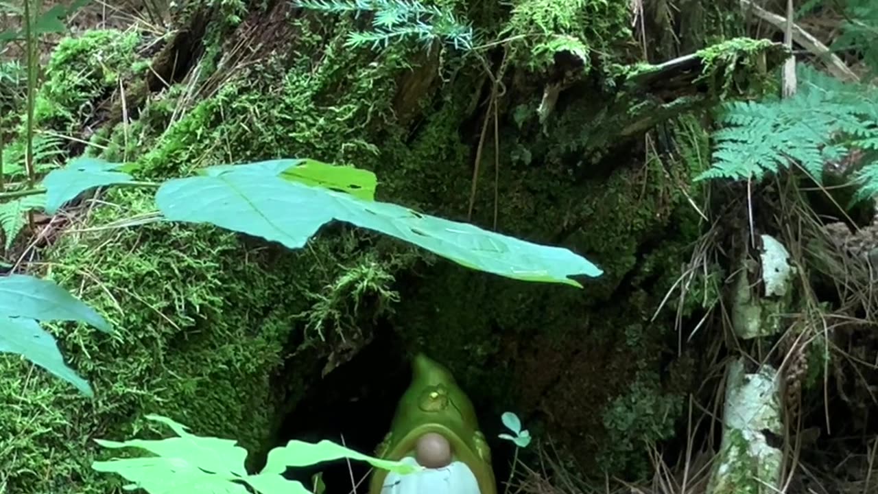 #49 Quinella Frogberry, former United Airlines flight attendant has found a new home in our forest