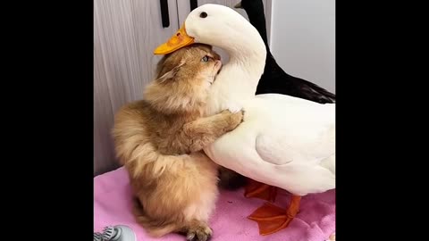 Funny duck & cat video ,# Cat & duck ,# funny duck