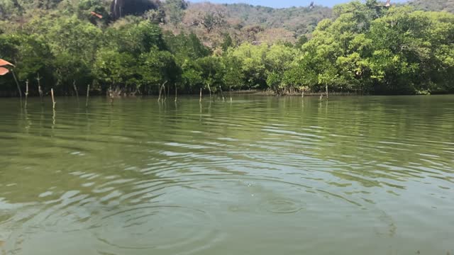 eagles hands feeding on GOA