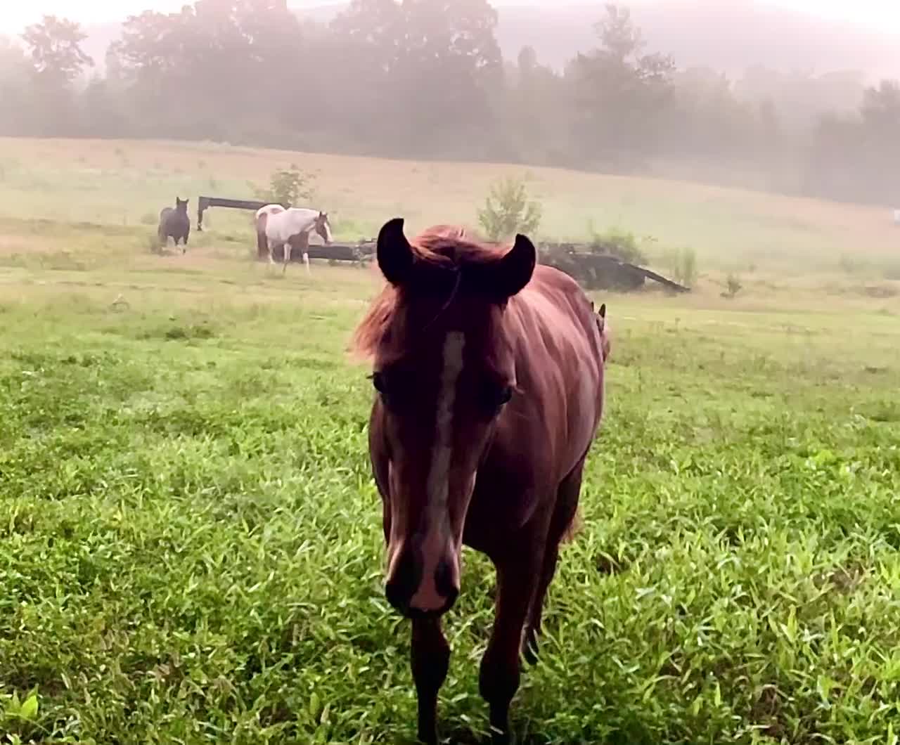 Horse coming to say good morning at sunrise.