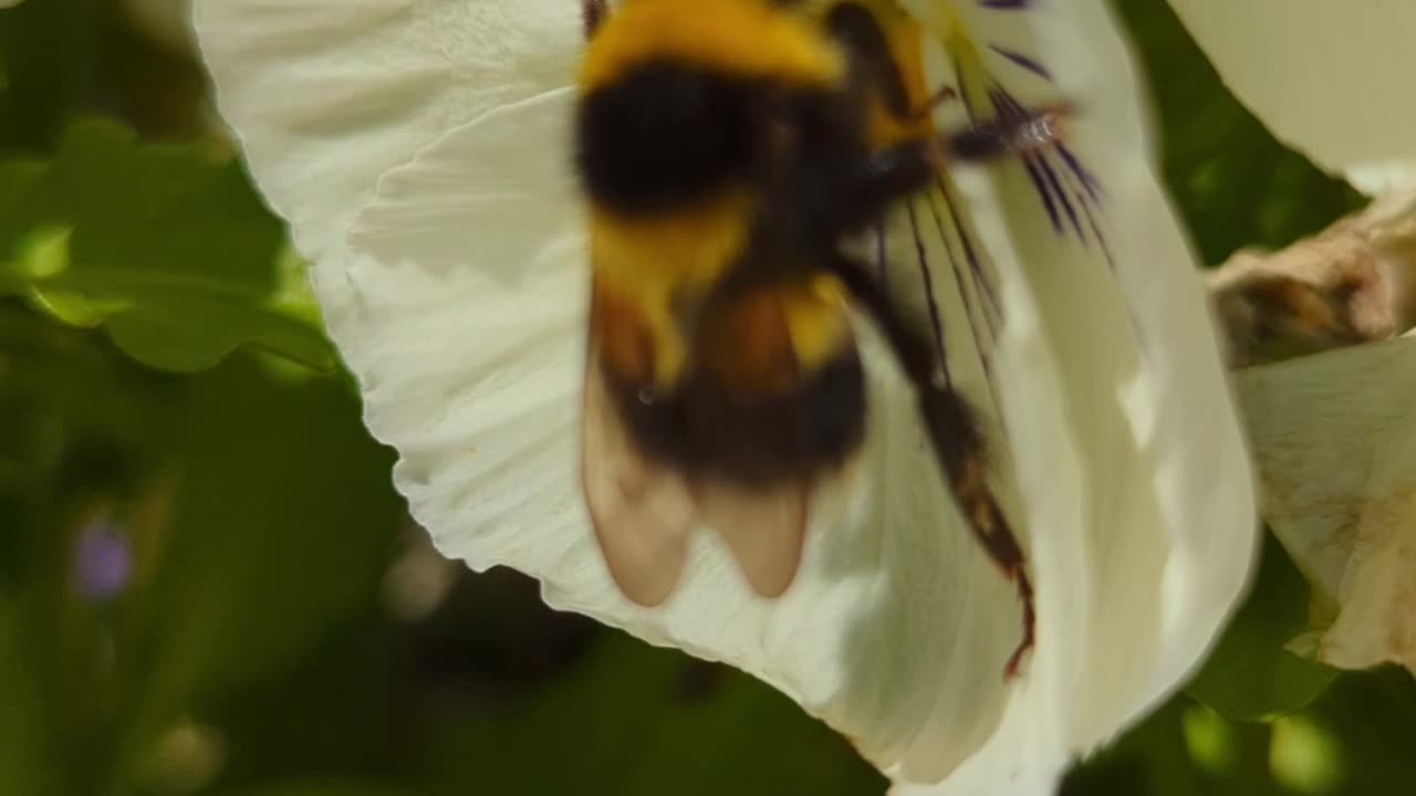 Busy bumblebee