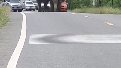 Elephants Chase Each Other Down Traffic