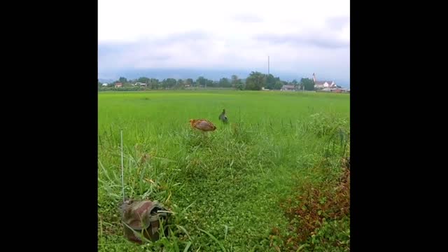Nice birds you can watch