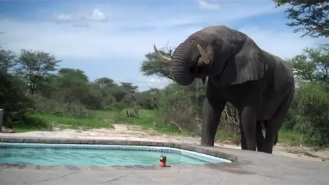 Funny Elephant crashes the pool party