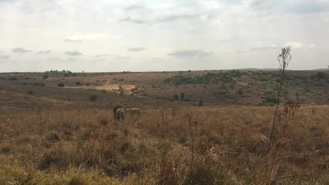 Lions At The Wild