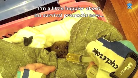 Grey-Headed Flying-Fox in care; this is Gladys on night one