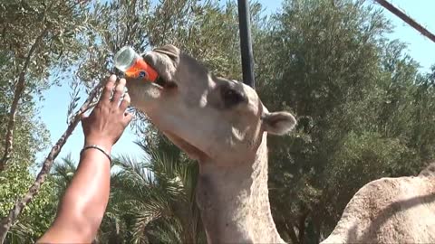 camel drinking fanta from the bottle🍾🐪🐪