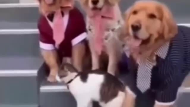 Fun with dogs #5