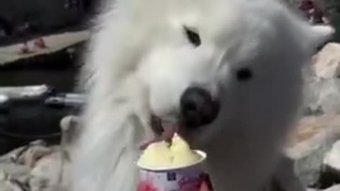 This Dog Will Give You A Smile...