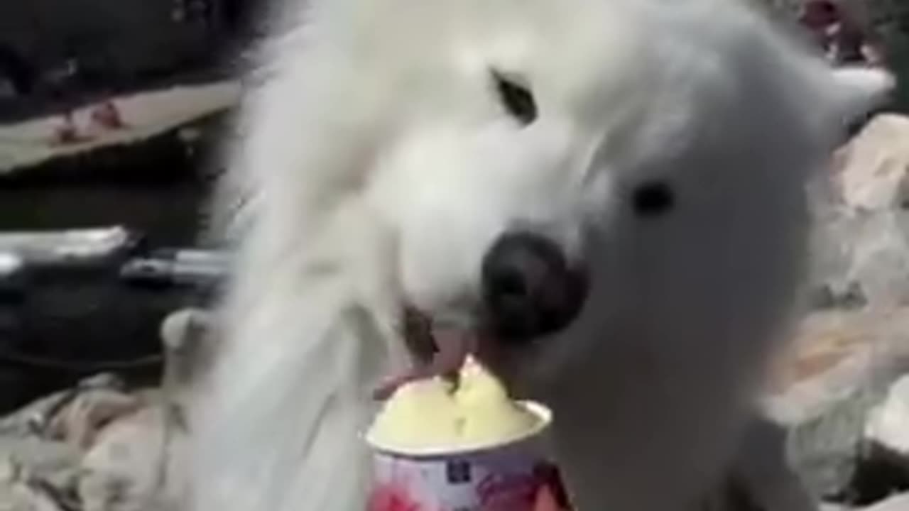 This Dog Will Give You A Smile...