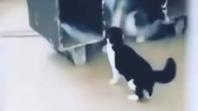 Funny CATS 😹& DOGS 🐶 2021 ➤➤➤ Cat is smarter than the dog