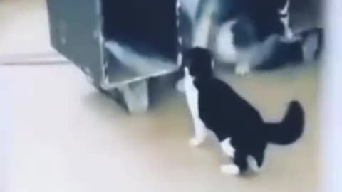Funny CATS 😹& DOGS 🐶 2021 ➤➤➤ Cat is smarter than the dog