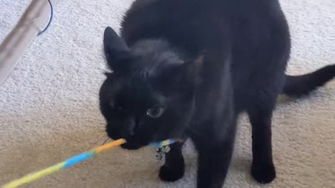 Cat Plays Tug Of War