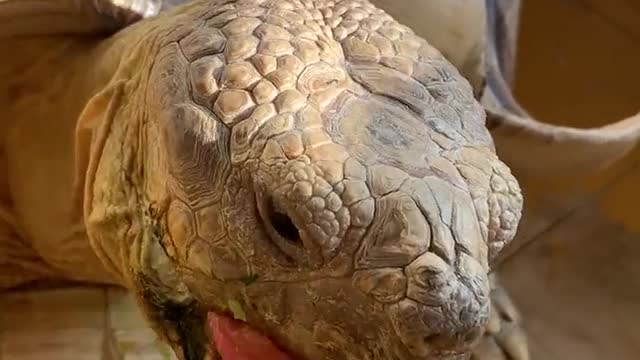 Cute animal turtle tortoise having tomatoes
