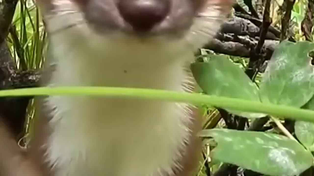 Wildlife