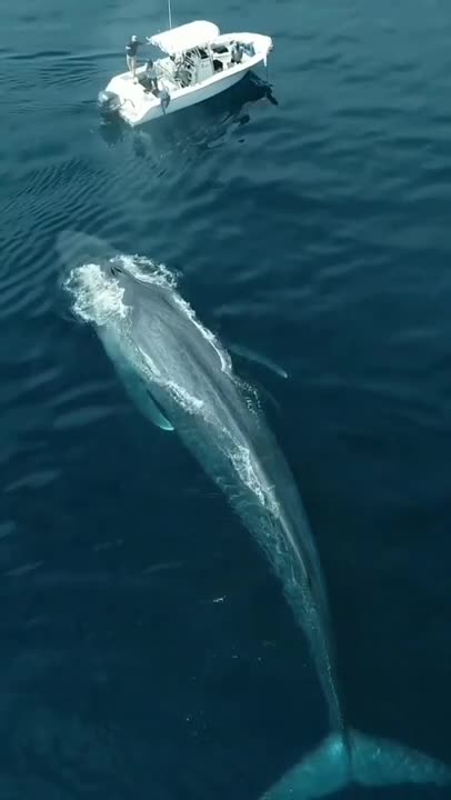 Blue Whale the largest living animal on the planet!