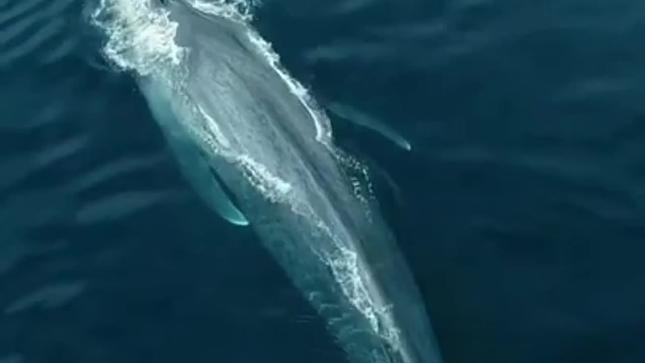 Blue Whale the largest living animal on the planet!