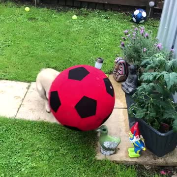 Frenchie plays football