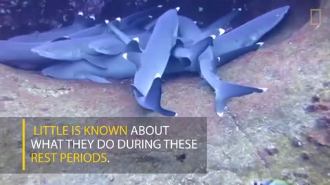 Sharks are Sleeping