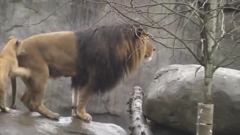 Lion cubs meet dad_Cut