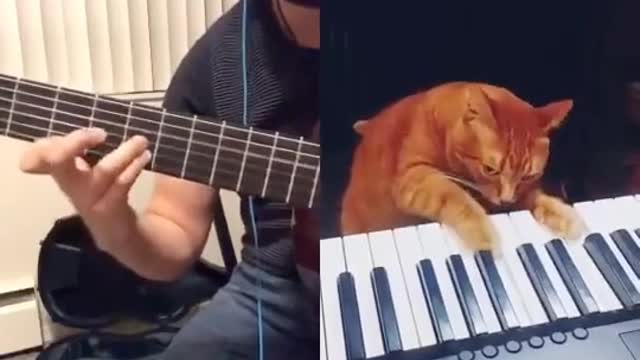 👏 Cat on the piano gets accompanied by someone on TikTok (short version)