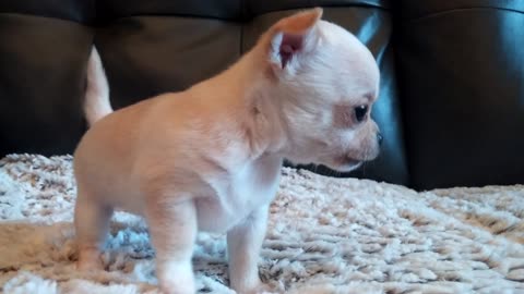 Cute Chihuahua puppy trying to bark for the first time